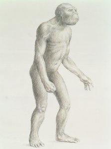 Australopithecus boisei
